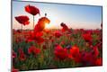 Photographic Print