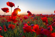 Early Morning Red Poppy Field Scene-Yuriy Kulik-Premier Image Canvas