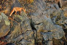 Fox on the Rocks-Yves Adams-Photographic Print