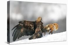 Golden Eagle And Red Fox-Yves Adams-Framed Giclee Print