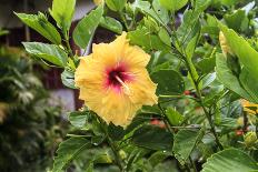 Kosrae, Micronesia. Hibiscus flower growing on bush.-Yvette Cardozo-Photographic Print