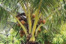 Kosrae, Micronesia. Ripe coconuts growing on a coconut tree.-Yvette Cardozo-Photographic Print