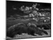 Photographic Print