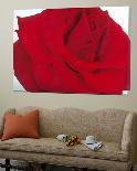 Lovely Red Rose-Yvonne Poelstra-Holzaus-Loft Art