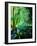 Ywoigne 45-Pol Ledent-Framed Art Print