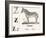 Z for Zebra, 1850 (Engraving)-Louis Simon (1810-1870) Lassalle-Framed Giclee Print