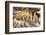 Zabriskie Point overlook. Death Valley, California.-Tom Norring-Framed Photographic Print