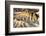 Zabriskie Point overlook. Death Valley, California.-Tom Norring-Framed Photographic Print