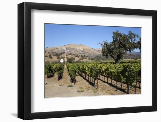 Zaca Mesa Winery and Vineyards-Stuart Black-Framed Photographic Print