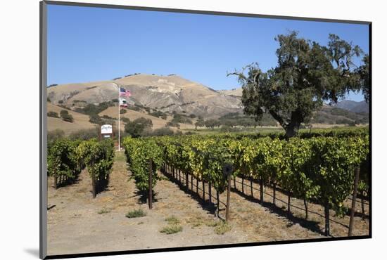 Zaca Mesa Winery and Vineyards-Stuart Black-Mounted Photographic Print