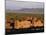 Zagora, Draa Valley, Anti Atlas Mountains, Morocco, North Africa, Africa-Bruno Morandi-Mounted Photographic Print