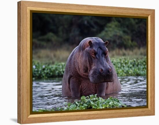 Zambezi River, Hippos Sitting in the Zambezi River, Zambia-John Warburton-lee-Framed Premier Image Canvas