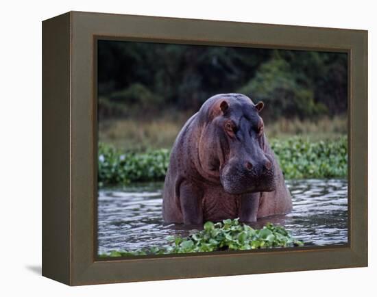 Zambezi River, Hippos Sitting in the Zambezi River, Zambia-John Warburton-lee-Framed Premier Image Canvas