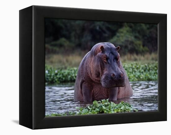 Zambezi River, Hippos Sitting in the Zambezi River, Zambia-John Warburton-lee-Framed Premier Image Canvas