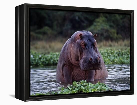 Zambezi River, Hippos Sitting in the Zambezi River, Zambia-John Warburton-lee-Framed Premier Image Canvas