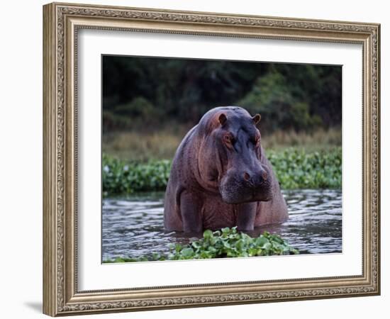 Zambezi River, Hippos Sitting in the Zambezi River, Zambia-John Warburton-lee-Framed Photographic Print