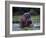 Zambezi River, Hippos Sitting in the Zambezi River, Zambia-John Warburton-lee-Framed Photographic Print