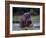 Zambezi River, Hippos Sitting in the Zambezi River, Zambia-John Warburton-lee-Framed Photographic Print