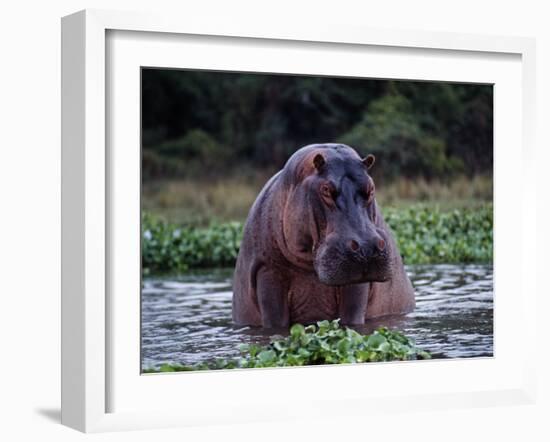 Zambezi River, Hippos Sitting in the Zambezi River, Zambia-John Warburton-lee-Framed Photographic Print