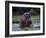 Zambezi River, Hippos Sitting in the Zambezi River, Zambia-John Warburton-lee-Framed Photographic Print