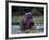 Zambezi River, Hippos Sitting in the Zambezi River, Zambia-John Warburton-lee-Framed Photographic Print