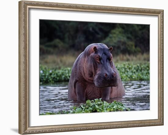 Zambezi River, Hippos Sitting in the Zambezi River, Zambia-John Warburton-lee-Framed Photographic Print