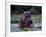 Zambezi River, Hippos Sitting in the Zambezi River, Zambia-John Warburton-lee-Framed Photographic Print