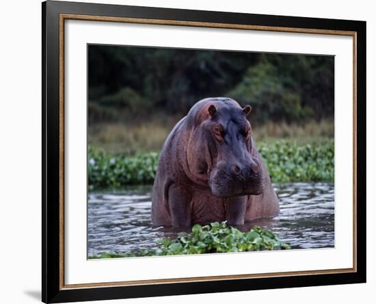 Zambezi River, Hippos Sitting in the Zambezi River, Zambia-John Warburton-lee-Framed Photographic Print