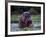 Zambezi River, Hippos Sitting in the Zambezi River, Zambia-John Warburton-lee-Framed Photographic Print