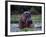 Zambezi River, Hippos Sitting in the Zambezi River, Zambia-John Warburton-lee-Framed Photographic Print