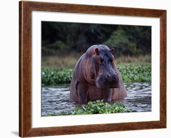 Zambezi River, Hippos Sitting in the Zambezi River, Zambia-John Warburton-lee-Framed Photographic Print