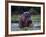 Zambezi River, Hippos Sitting in the Zambezi River, Zambia-John Warburton-lee-Framed Photographic Print