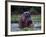 Zambezi River, Hippos Sitting in the Zambezi River, Zambia-John Warburton-lee-Framed Photographic Print