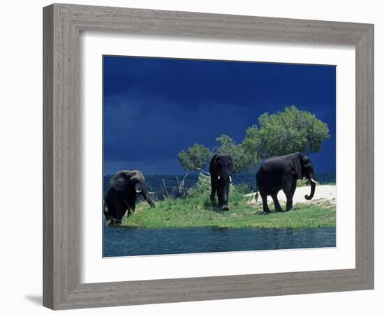 Zambezi River, Male Elephants under Stormy Clouds on the Bank of the Zambezi River, Zimbabwe-John Warburton-lee-Framed Photographic Print