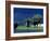 Zambezi River, Male Elephants under Stormy Clouds on the Bank of the Zambezi River, Zimbabwe-John Warburton-lee-Framed Photographic Print