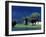 Zambezi River, Male Elephants under Stormy Clouds on the Bank of the Zambezi River, Zimbabwe-John Warburton-lee-Framed Photographic Print