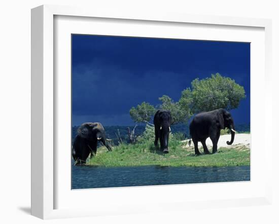 Zambezi River, Male Elephants under Stormy Clouds on the Bank of the Zambezi River, Zimbabwe-John Warburton-lee-Framed Photographic Print