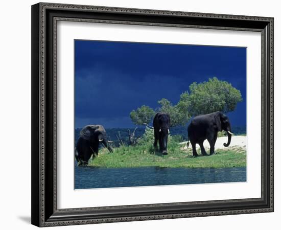 Zambezi River, Male Elephants under Stormy Clouds on the Bank of the Zambezi River, Zimbabwe-John Warburton-lee-Framed Photographic Print