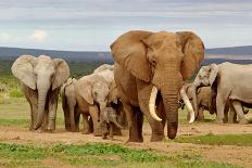 Elephant Herd-ZambeziShark-Mounted Photographic Print