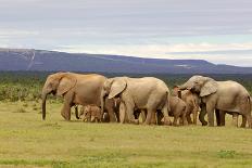 Elephant Herd-ZambeziShark-Photographic Print