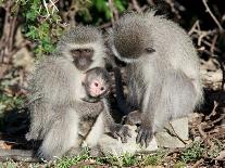 Vervet Monkey Family-ZambeziShark-Photographic Print