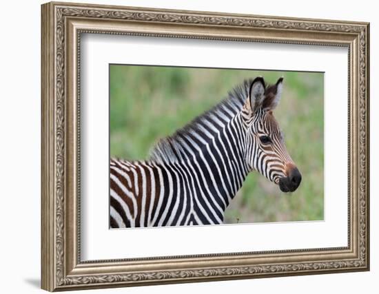 Zambia, South Luangwa National Park. Baby Crawshay's zebra face detail-Cindy Miller Hopkins-Framed Photographic Print