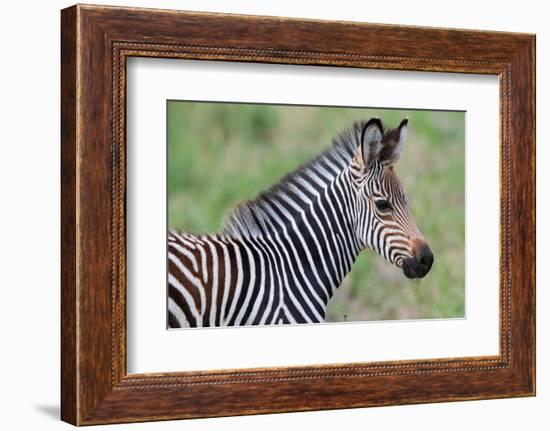 Zambia, South Luangwa National Park. Baby Crawshay's zebra face detail-Cindy Miller Hopkins-Framed Photographic Print