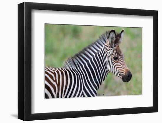Zambia, South Luangwa National Park. Baby Crawshay's zebra face detail-Cindy Miller Hopkins-Framed Photographic Print