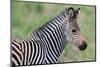 Zambia, South Luangwa National Park. Baby Crawshay's zebra face detail-Cindy Miller Hopkins-Mounted Photographic Print