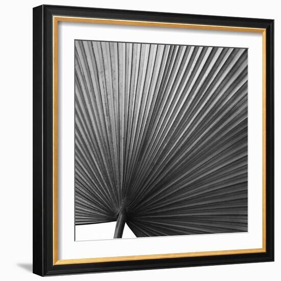 Zamora Noir - Focus-Ben Wood-Framed Giclee Print