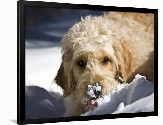 Photographic Print, , large