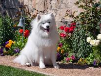 Two Great Pyrenees Together Among Red Flowers, California, USA-Zandria Muench Beraldo-Photographic Print