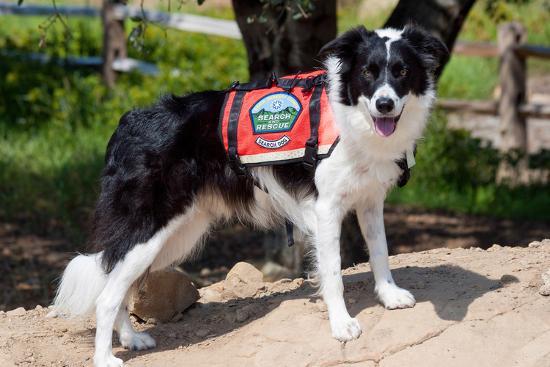 Smooth Collie Free To Good Home Collie Rescue Free Border Collies