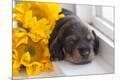Premium Photographic Print